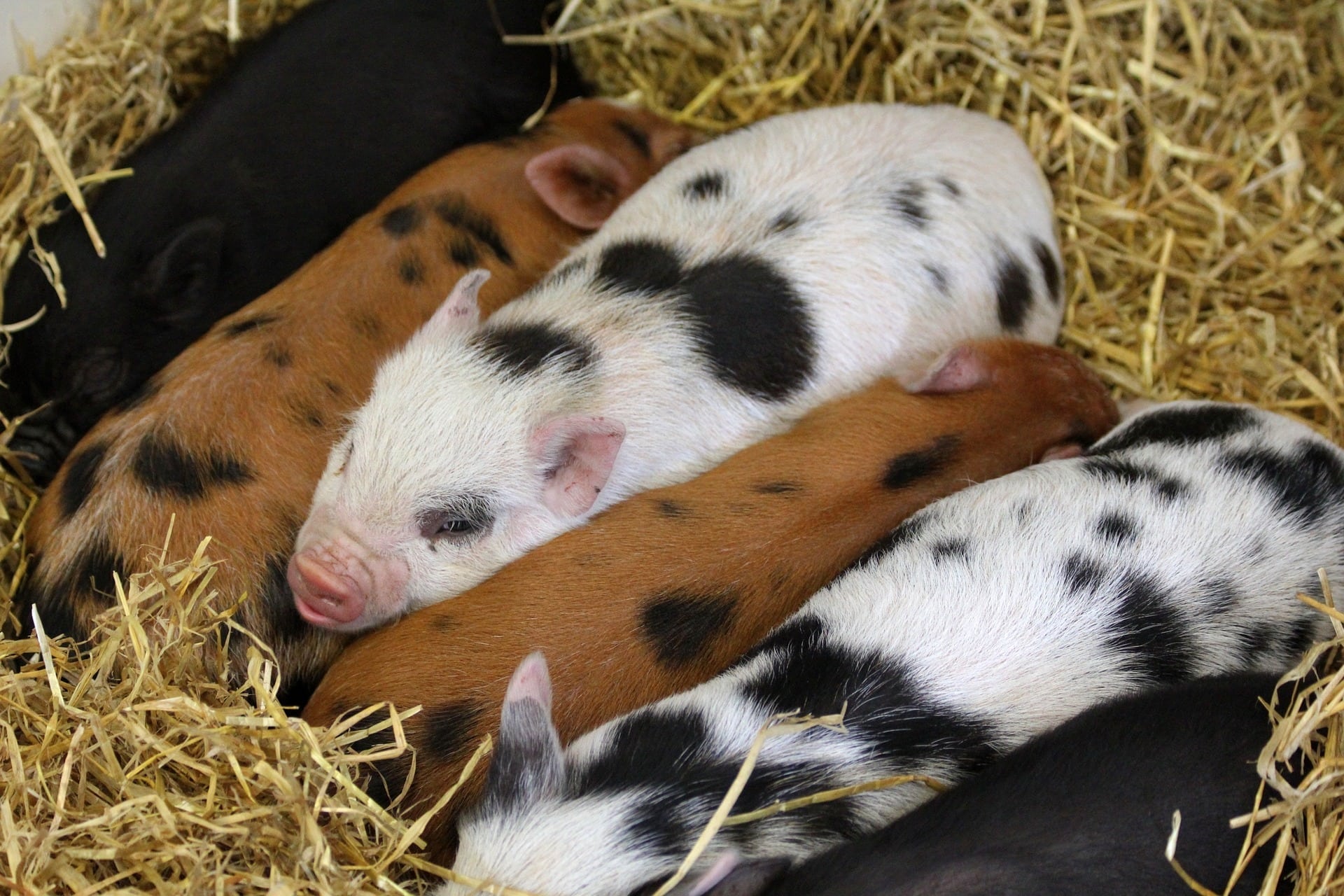 Saisonale Nachfrage nach Schweinefleisch steigt